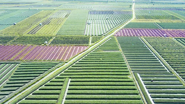 Linhas de cebola terras agrícolas e irrigação de água — Fotografia de Stock