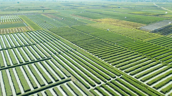 Rangées de terres agricoles à oignon rouge — Photo