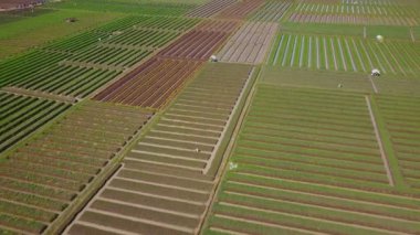 Kırmızı soğan tarım alanlarının güzel sahne