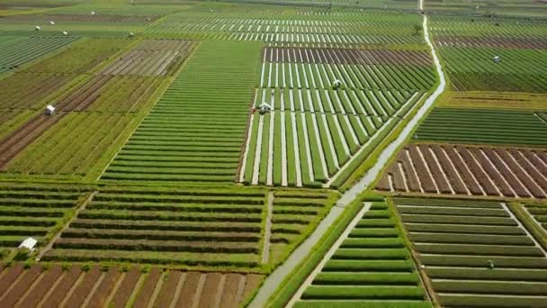 Vista aérea de tierras de cultivo de cebolla y riego de agua — Vídeos de Stock
