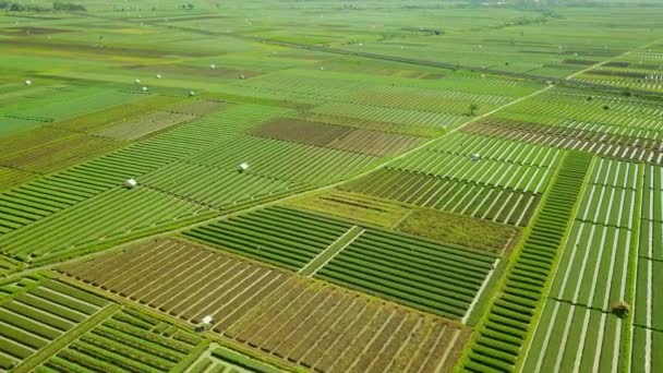 Letecký pohled na červenou cibulí zemědělské půdy — Stock video