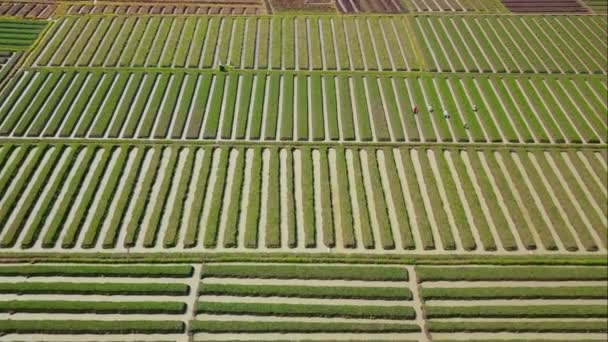 Aerial view of rows of red onion farmland — Stock Video