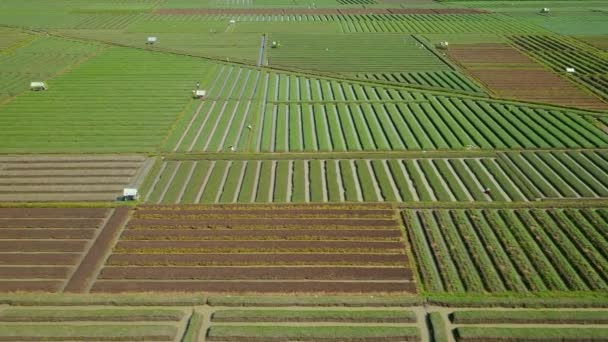 Vista aérea de hileras de tierras de cultivo de cebolla roja — Vídeo de stock