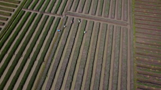 Agricultores trabajan en tierras de cultivo de cebolla roja — Vídeos de Stock