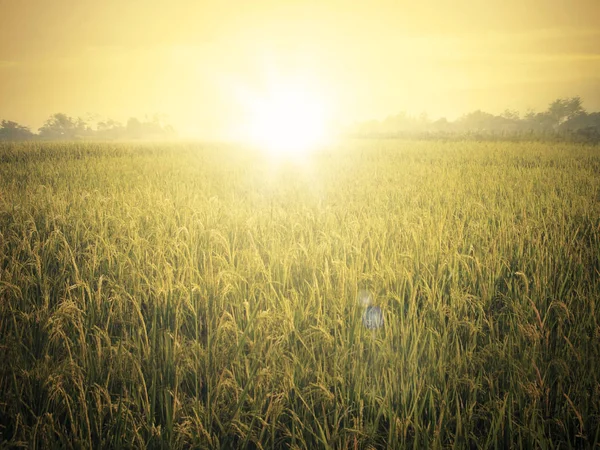 Schönes Reisfeld bei Sonnenuntergang — Stockfoto