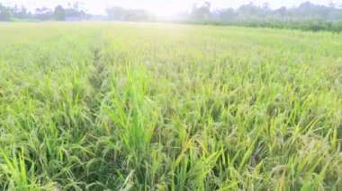 Pirinç tarlaları güzel sahne görüntüleri