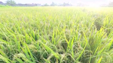 Şu tropikal paddy alanlarında kaydırma