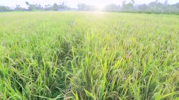 Schöne Landschaftsaufnahmen in Reisfeldern — Stockvideo