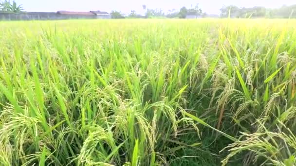 Belle scène dans les rizières 