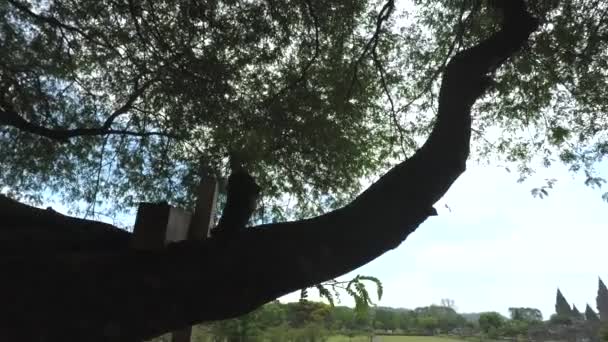 Belle vue depuis le parc du temple de Prambanan — Video