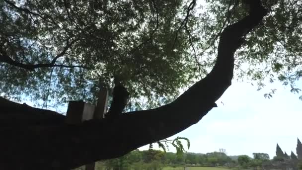 Hermosa vista desde el parque del templo de Prambanan — Vídeo de stock