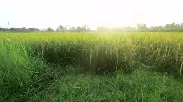 Prachtig uitzicht op de rijstvelden bij zonsopgang — Stockvideo