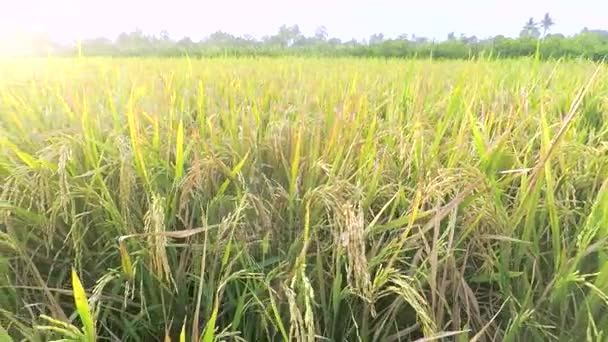 Panorámica izquierda de arrozales al amanecer — Vídeos de Stock
