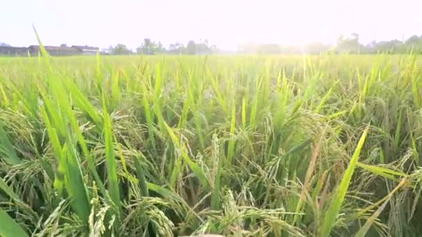 Just panoreringen av grönskande risfält — Stockvideo