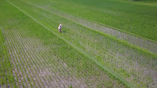 Aerial landscape of male farmer on rice fields — Stock Video