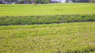 Yogyakarta pirinç tarlaları hava toplayan