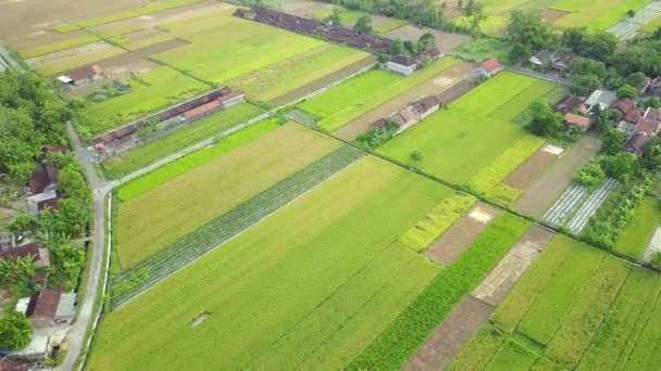 Paisaje aéreo de campos de arroz y pueblo — Vídeos de Stock