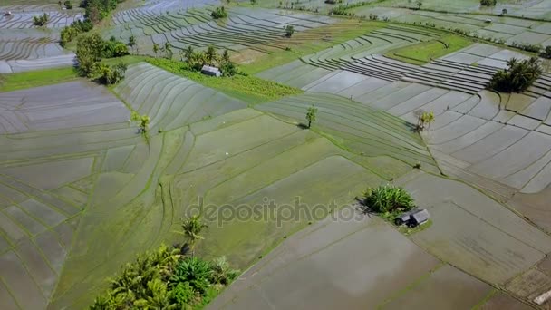 Luchtfoto van rijst veld in Bali — Stockvideo