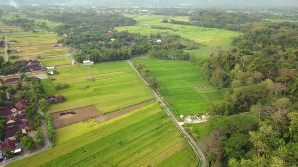 Veduta aerea delle risaie e del villaggio — Video Stock