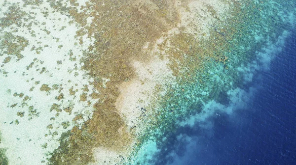 Hermosa costa con algas marrones — Foto de Stock
