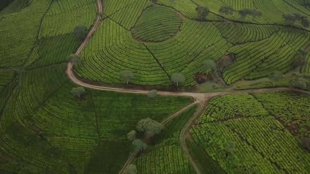 A tea ültetvényeket lenyűgöző légi táj — Stock videók