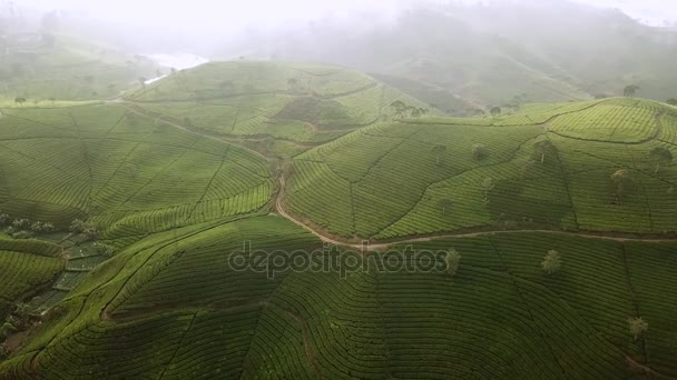 Пейзаж чайных плантаций в туманное утро — стоковое видео