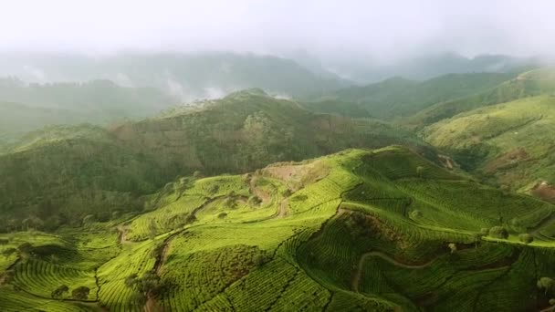 Paisaje aéreo de plantaciones de té — Vídeo de stock