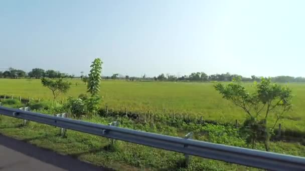 Landschap van rijst veld naast de snelweg — Stockvideo