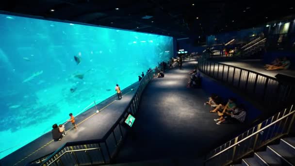 Timelapse av Sea Aquarium i Singapore — Stockvideo