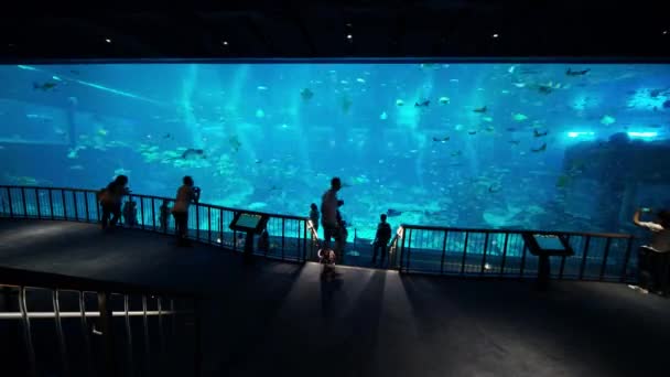 セントーサ島シンガポールの海の水族館 — ストック動画