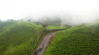 Güzel hava manzaraya puslu sabah çay plantasyon içinde regency Bandung, West Java, Endonezya. 4 k çözünürlükte vurdu