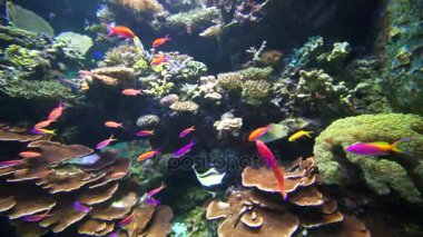 Singapur. 05 Aralık 2017: Renkli mercan resif ve deniz yaşam parkı, Singapur, S.E.A. akvaryumda tropik balık Video görüntüleri