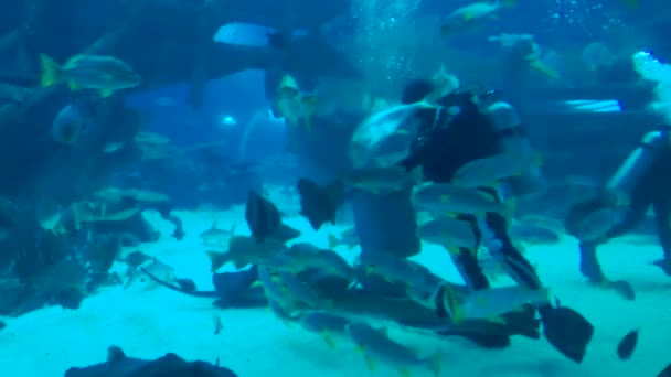 シンガポール 2017 東南アジア リゾート セントーサ島シンガポールの海洋生物公園で水族館で魚の餌付けダイバーの映像 — ストック動画