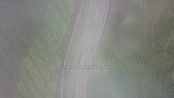 Filmato Una Strada Curva Mattinata Nebbiosa Nella Piantagione Nella Reggenza — Video Stock