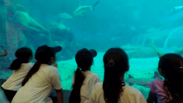 新加坡 2017年12月04日 一组儿童在新加坡海洋生物公园东南亚鱼的视频 — 图库视频影像