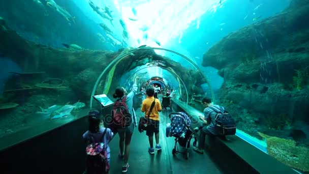 シンガポール 2017 アドベンチャーコーブウォーターパーク水族館内を歩いている海洋生物公園 シンガポールでガラス トンネルから魚を見ながらの訪問者の映像 — ストック動画