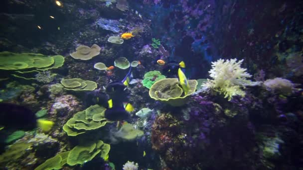 Singapura Desember 2017 Rekaman Video Ikan Tropis Berwarna Warni Dan — Stok Video