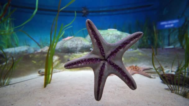 シンガポール 2017 海洋生物公園 シンガポールでは東南アジア 水族館のガラスにヒトデの映像 — ストック動画