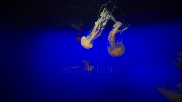 Singapore December 2017 Video Footage Sea Nettle Chrysaora Fuscescens Aquarium — Stock Video