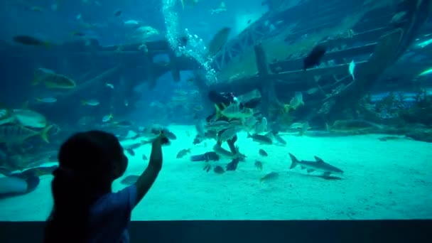 シンガポール 2017 東南アジア海洋生物公園 シンガポールの水族館で魚の餌付けをダイバーを見て少女 — ストック動画