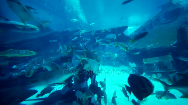 新加坡 2017年12月05日 在新加坡海洋生物公园 水族馆里 拥挤的鱼从潜水员那里得到食物的视频片段 — 图库视频影像