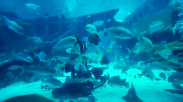 新加坡 2017年12月05日 在新加坡海洋生物公园的 水族馆 一个潜水员在拥挤的鱼之间喂养鱼的视频画面 — 图库视频影像