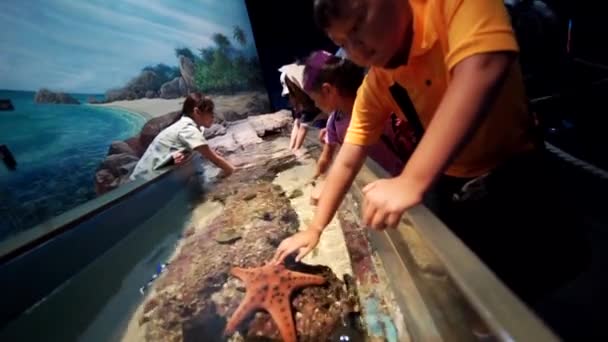 Singapura Dezembro 2017 Filmagem Grupo Crianças Tocando Estrelas Mar Aquário — Vídeo de Stock