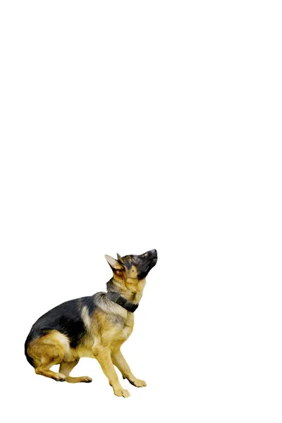 Owczarek niemiecki pies gotowy do skoków na studio — Zdjęcie stockowe