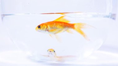 Beyaz arka plan üzerinde izole Studio, şeffaf bir Japon balığı, iki Japon balığı video görüntüleri