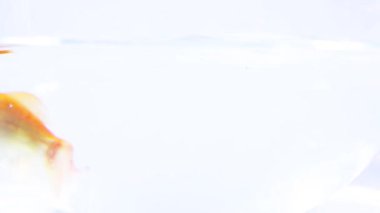 Beyaz arka plan üzerinde izole stüdyoda akvaryum içine atlama Japon balığı video görüntüleri