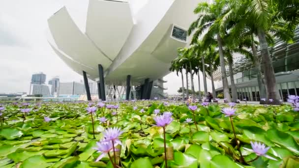 シンガポール 2018 映像素材背景 Artscience 博物館シンガポールとプールに蓮の花 — ストック動画