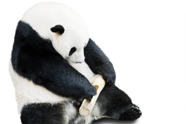 Panda gigante comendo bambu isolado sobre fundo branco — Fotografia de Stock