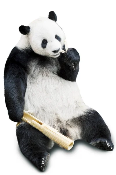 Panda comer bambu isolado sobre branco — Fotografia de Stock