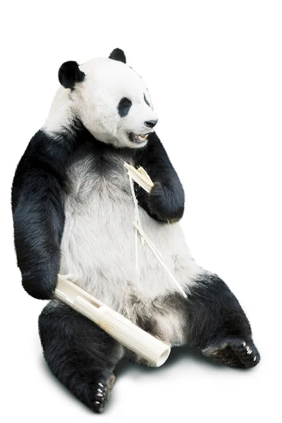 Panda eating bamboo isolated over white — Stock Photo, Image